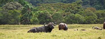A Day trip to Arusha National Park