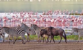 A Day trip to Lake Manyara National Park