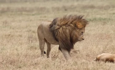 3-Days Safari to Serengeti & Ngorongoro