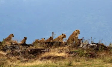 3-Days Safari to Serengeti and Ngorongoro Crater