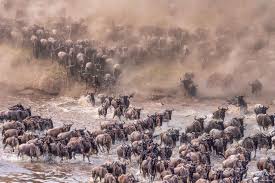 4-Day Ndutu Calving Season (December-March)