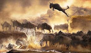 8-Day Tanzania Migration Safari-Mara River Crossing (August)